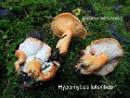 Hypomyces lateritius-amf2033-sur Lactarius salmonicolor